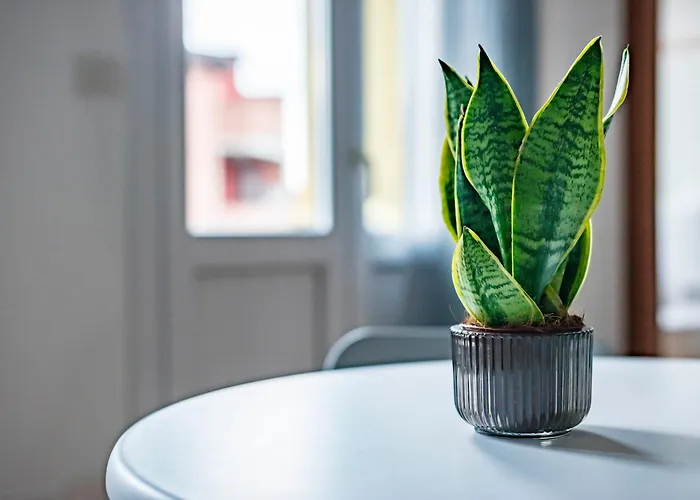 Tiny House La Grola *